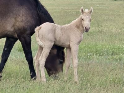 Bluestem Oates JW<BR>AQHA PENDING